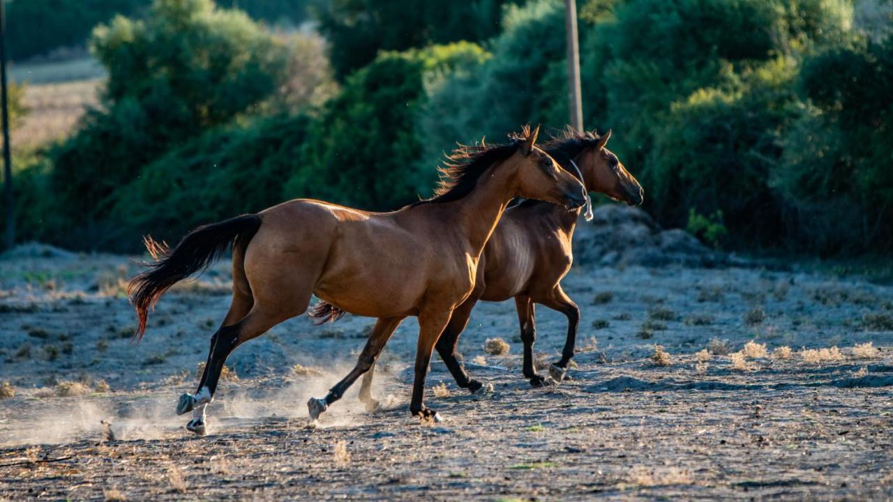 Agriturismo Carrucana Martis Екстериор снимка